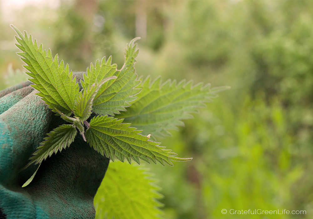 Foraging for and picking stinging nettles.