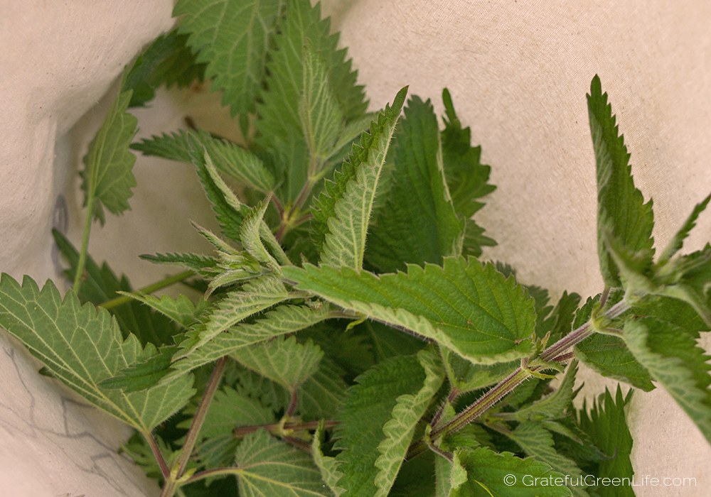 Harvested stinging nettles in a bag.