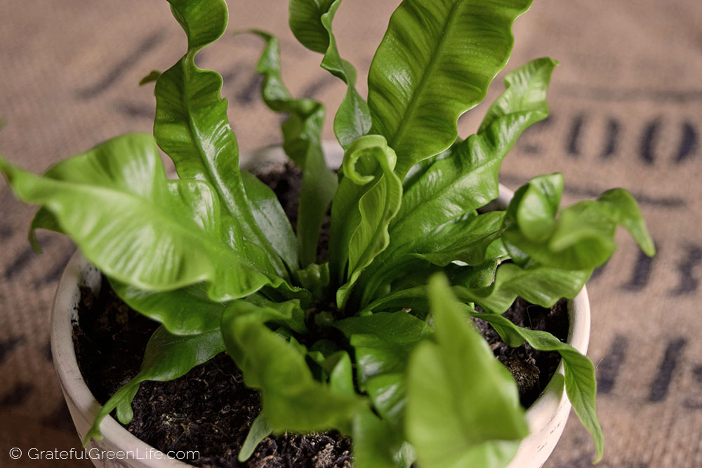 Asplenium Crispy Wave (Birds Nest Fern)