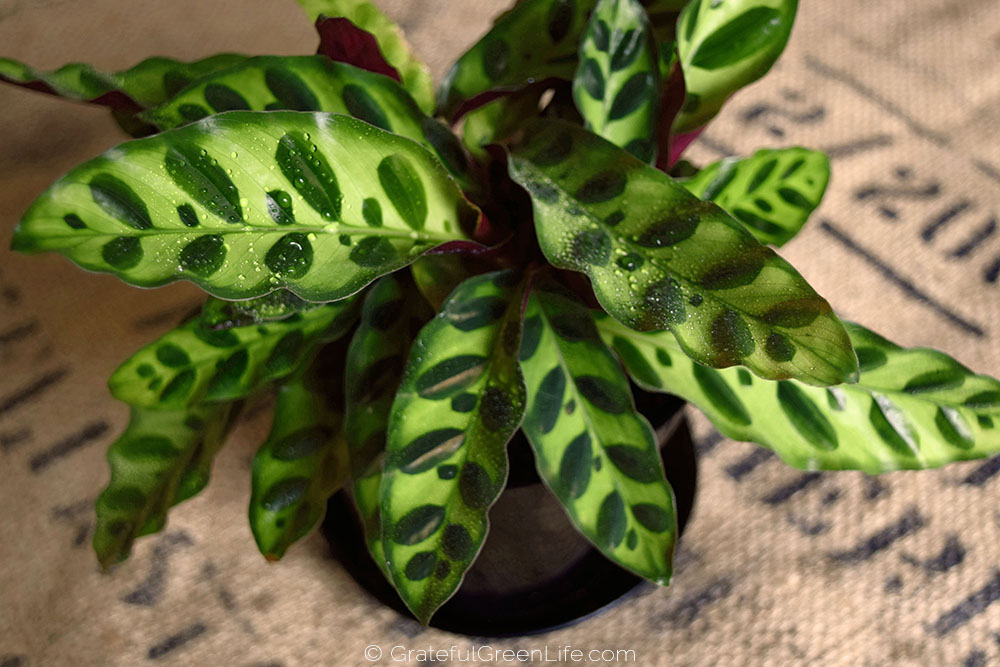 Calathea Lancifolia (Rattlesnake Plant)