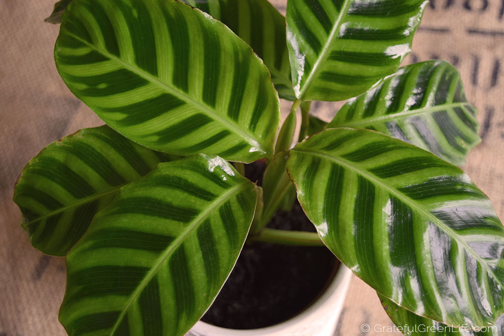 Calathea Zebrina