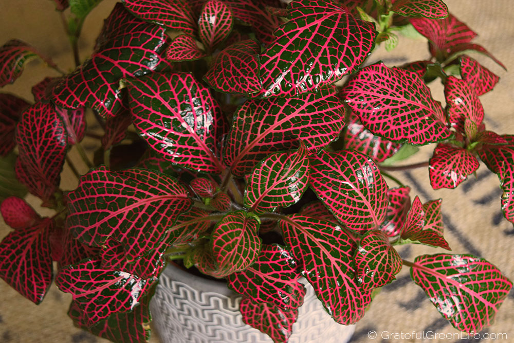 Fittonia (Nerve Plant)