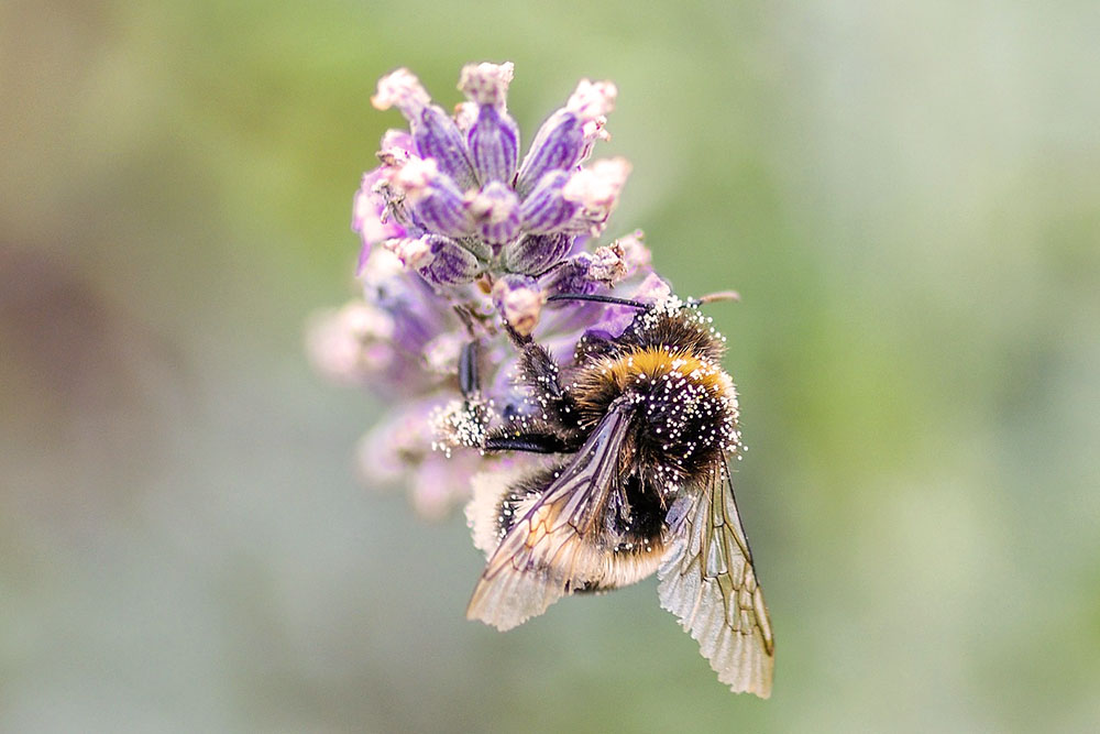 herbs-for-bees-pollinators