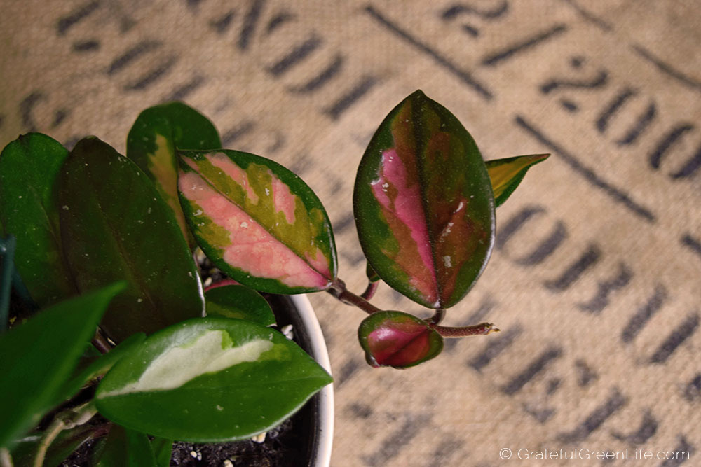 Hoya Carnosa ‘Tricolour’