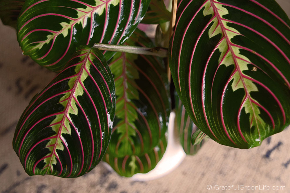 Maranta Leuconeura Var. Erythroneura