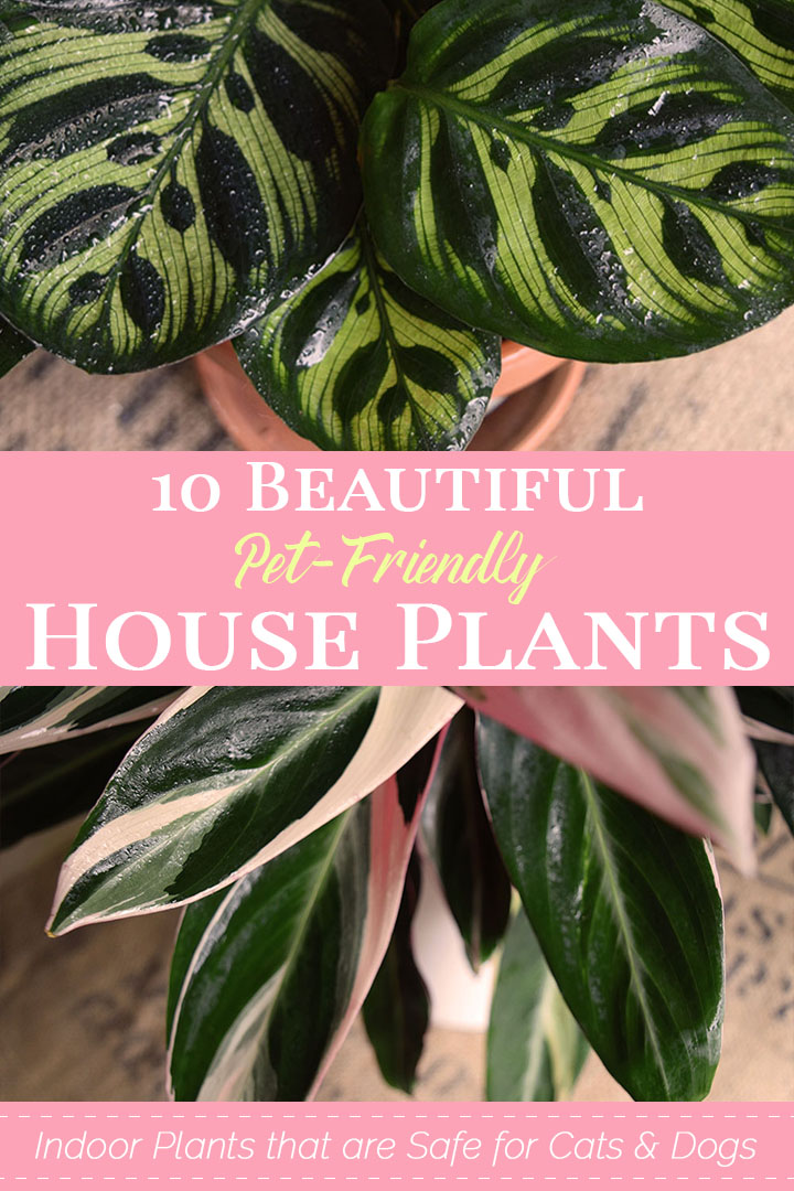 10 Beautiful Pet-Friendly House Plants for Your Home.