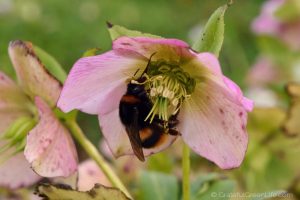 Pollinating Bumble Bee by Chrissy Faery