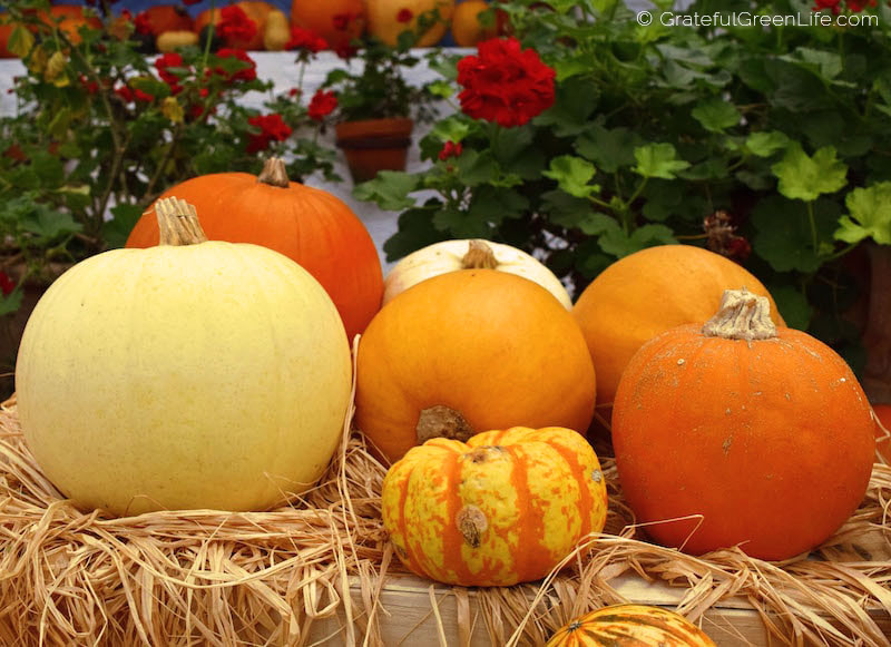 Pumpkins and Winter Squash Harvest