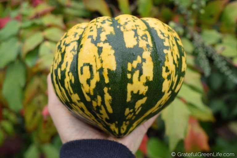 Winter Squash Recipe