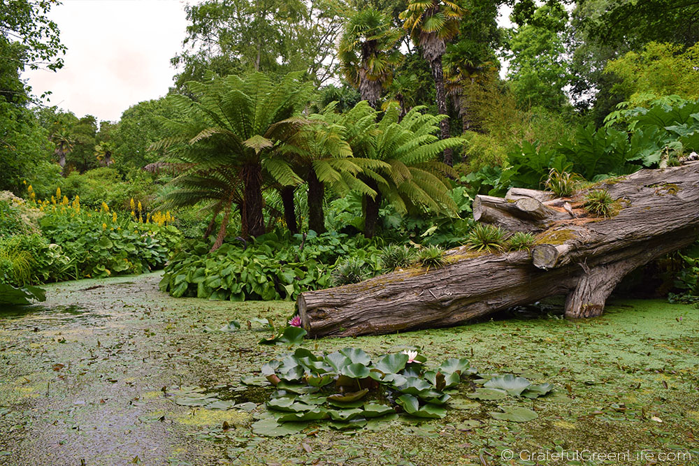 abbotsbury-subtropical-gardens