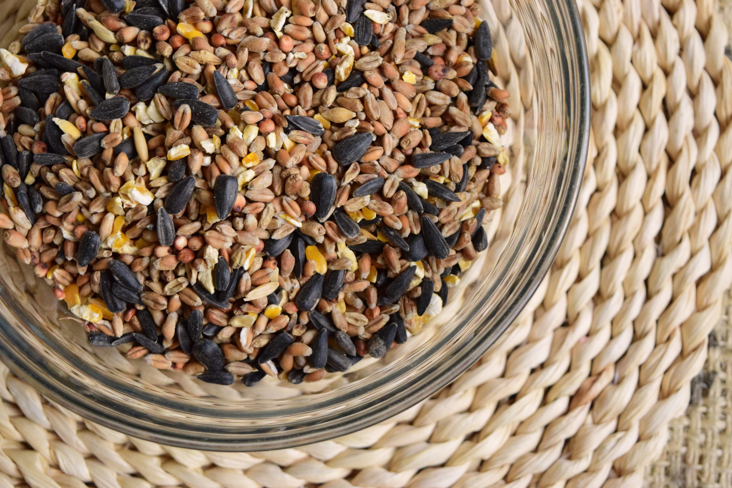 How to Make Fat Balls for Wild Birds [PlantBased and Easy!] Grateful Green Life